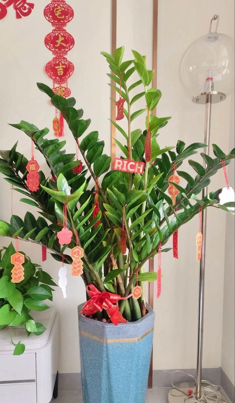 金钱树适合放客厅吗，金钱树放客厅哪个位旺财
