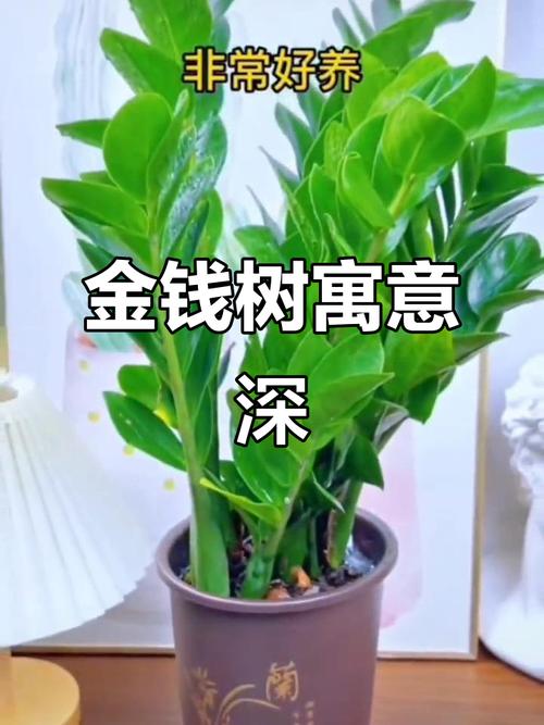 金钱树适合放客厅吗，金钱树放客厅哪个位旺财-第4张图片-优品飞百科