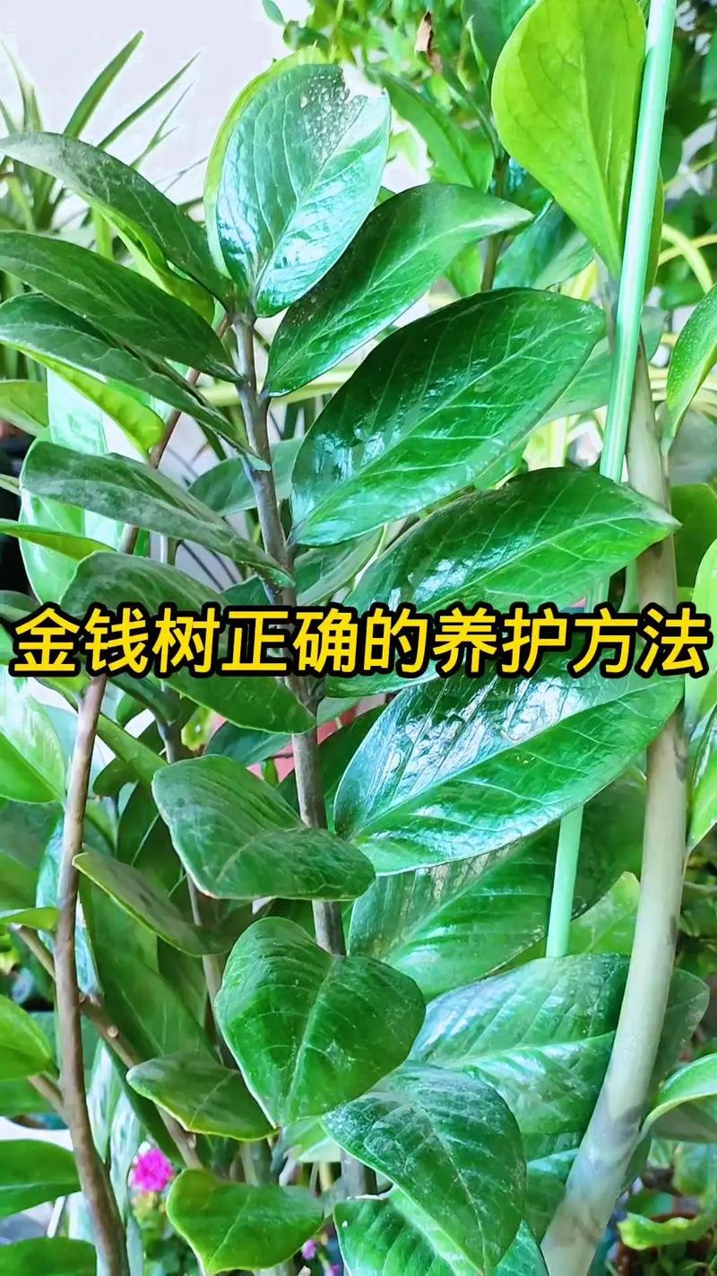 金钱树适合放客厅吗，金钱树放客厅哪个位旺财-第5张图片-优品飞百科