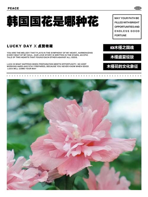 木槿的地位之国花？木槿花属于哪个国家？