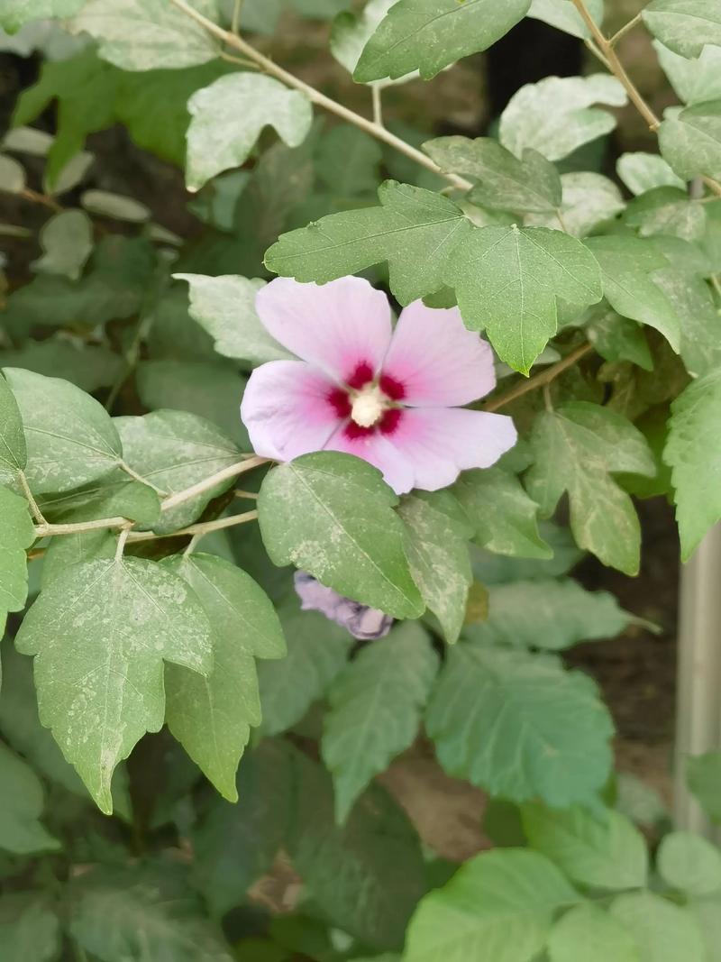 木槿的地位之国花?木槿花属于哪个国家?-第2张图片-优品飞百科 木槿的地位之国花?木槿花属于哪个国家?-第2张图片-优品飞百科