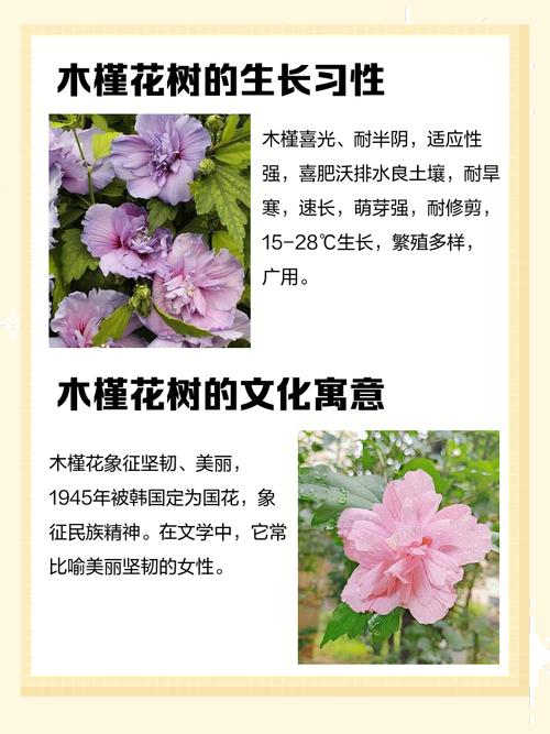 木槿的地位之国花?木槿花属于哪个国家?-第3张图片-优品飞百科 木槿的地位之国花?木槿花属于哪个国家?-第3张图片-优品飞百科