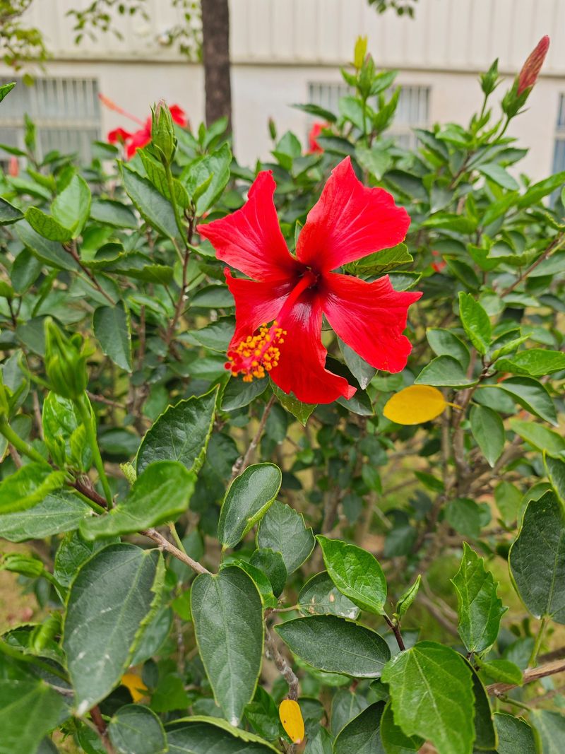 木槿的地位之国花?木槿花属于哪个国家?-第4张图片-优品飞百科 木槿的地位之国花?木槿花属于哪个国家?-第4张图片-优品飞百科