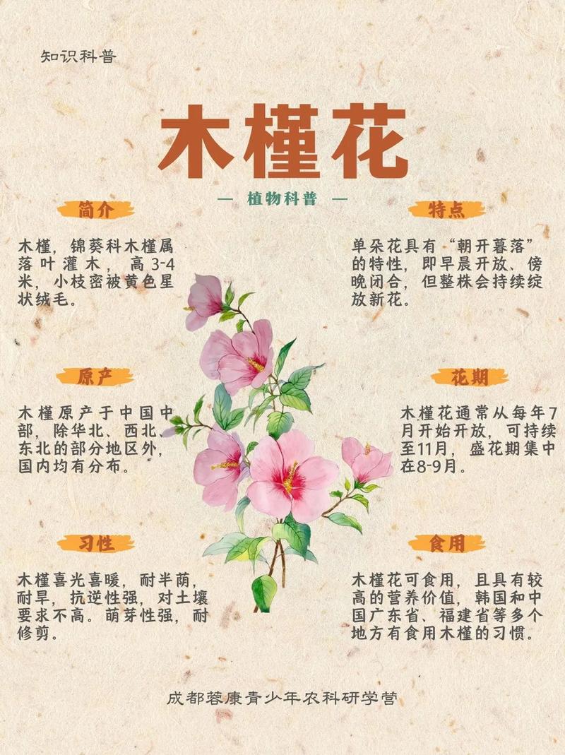 木槿的地位之国花?木槿花属于哪个国家?-第6张图片-优品飞百科 木槿的地位之国花?木槿花属于哪个国家?-第6张图片-优品飞百科