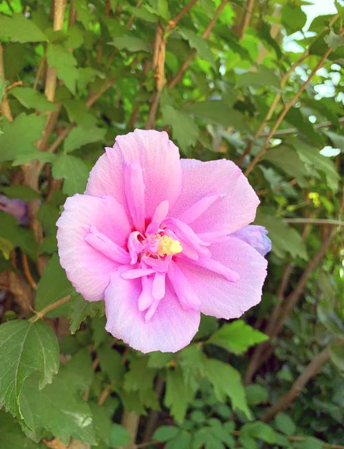 木槿的地位之国花?木槿花属于哪个国家?-第7张图片-优品飞百科 木槿的地位之国花?木槿花属于哪个国家?-第7张图片-优品飞百科