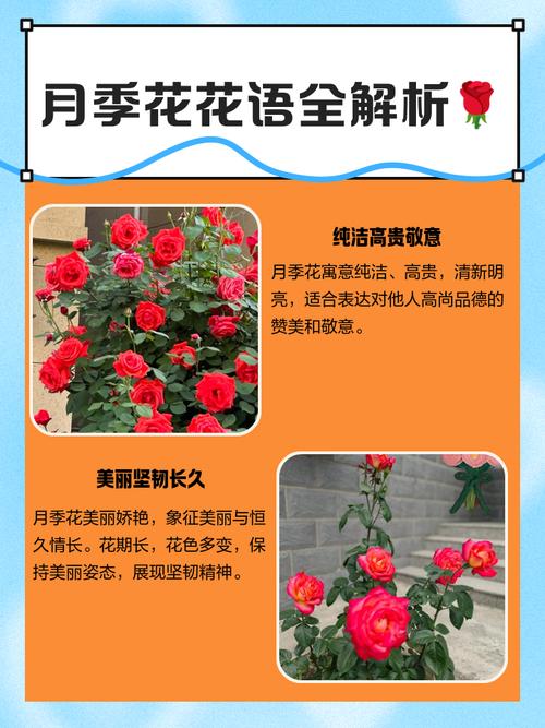 月季花的花语是什么，月季的花语是什么,最佳答案-第2张图片-优品飞百科