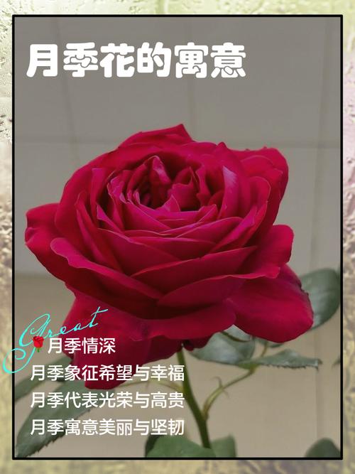 月季花的花语是什么，月季的花语是什么,最佳答案-第3张图片-优品飞百科