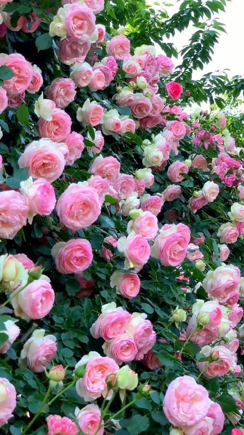 月季花的花语是什么，月季的花语是什么,最佳答案-第4张图片-优品飞百科