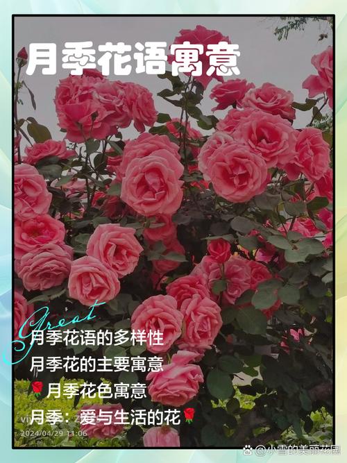 月季花的花语是什么，月季的花语是什么,最佳答案-第6张图片-优品飞百科