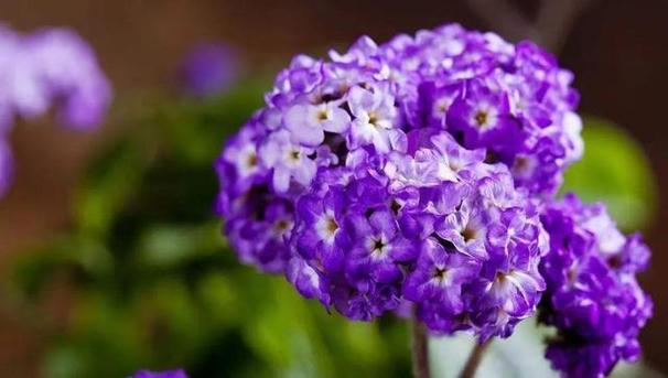 香水草的花语和文化传说，香水草的花语和文化传说是什么-第3张图片-优品飞百科