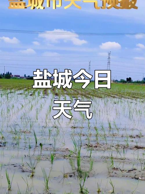 亭湖区天气预报，亭湖区天气预报24小时详情查询表-第1张图片-优品飞百科