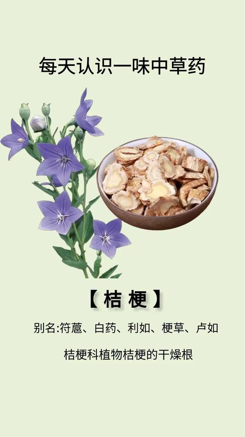 桔梗的功效，桔梗泡水喝的功效，桔梗的攻效？-第1张图片-优品飞百科