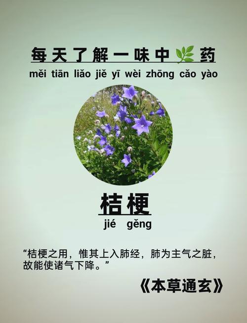 桔梗的功效，桔梗泡水喝的功效，桔梗的攻效？-第2张图片-优品飞百科