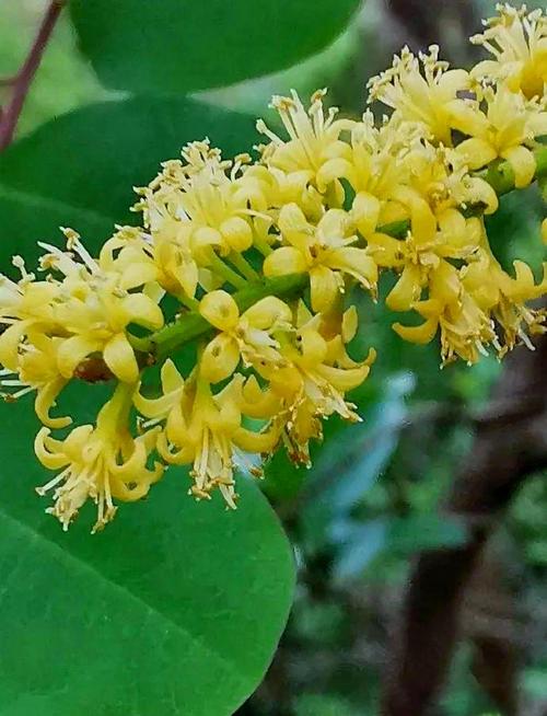 海红豆的药用功效，海红豆的价值高吗?-第1张图片-优品飞百科