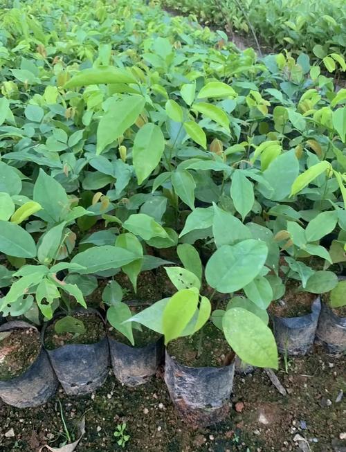 海红豆的药用功效，海红豆的价值高吗?-第2张图片-优品飞百科