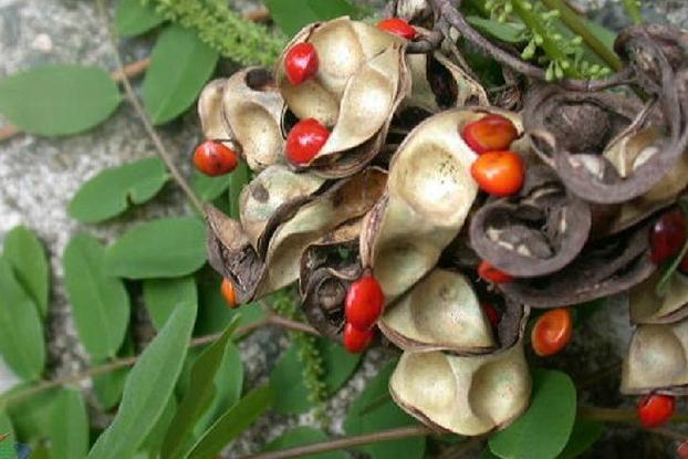 海红豆的药用功效，海红豆的价值高吗?-第3张图片-优品飞百科