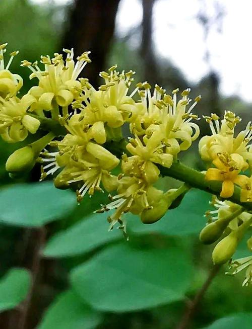 海红豆的药用功效，海红豆的价值高吗?-第5张图片-优品飞百科