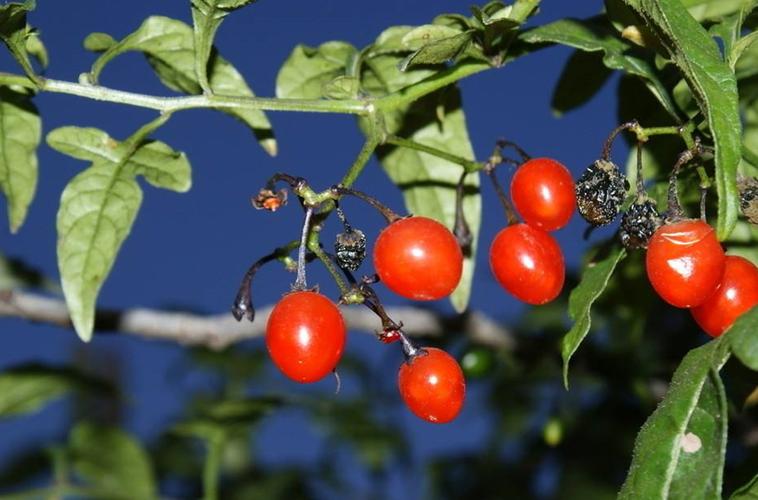 海红豆的药用功效，海红豆的价值高吗?-第6张图片-优品飞百科