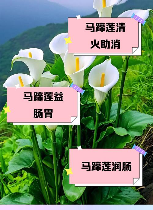 马蹄莲有毒吗，马蹄莲有毒吗,家里有猫可以吃吗