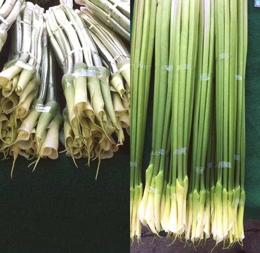 马蹄莲有毒吗，马蹄莲有毒吗,家里有猫可以吃吗-第5张图片-优品飞百科