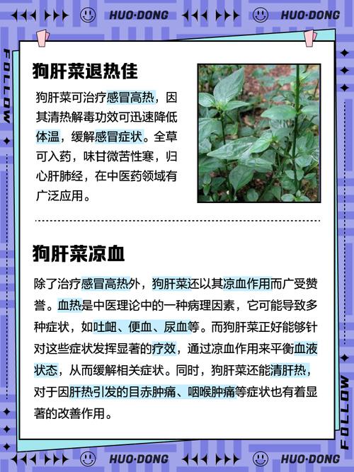 狗肝菜的功效与作用,狗肝菜的功效与作用和主治与用量-第2张图片-优品飞百科 狗肝菜的功效与作用,狗肝菜的功效与作用和主治与用量-第2张图片-优品飞百科