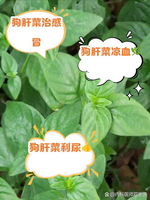 狗肝菜的功效与作用,狗肝菜的功效与作用和主治与用量-第3张图片-优品飞百科 狗肝菜的功效与作用,狗肝菜的功效与作用和主治与用量-第3张图片-优品飞百科
