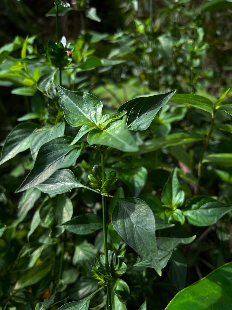 狗肝菜的功效与作用,狗肝菜的功效与作用和主治与用量-第4张图片-优品飞百科 狗肝菜的功效与作用,狗肝菜的功效与作用和主治与用量-第4张图片-优品飞百科