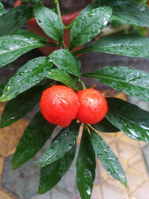 珊瑚豆可以放在卧室吗，珊瑚豆可以暴晒吗-第1张图片-优品飞百科