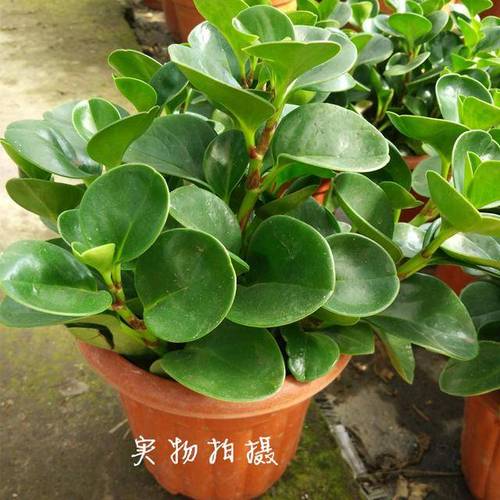 珊瑚豆可以放在卧室吗，珊瑚豆可以暴晒吗-第2张图片-优品飞百科