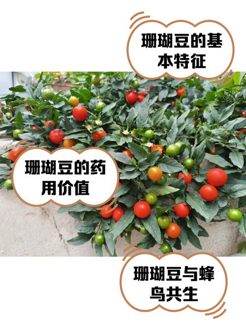 珊瑚豆可以放在卧室吗，珊瑚豆可以暴晒吗-第3张图片-优品飞百科