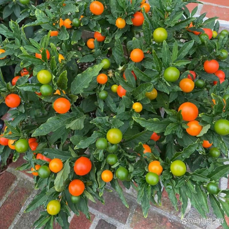 珊瑚豆可以放在卧室吗，珊瑚豆可以暴晒吗-第4张图片-优品飞百科