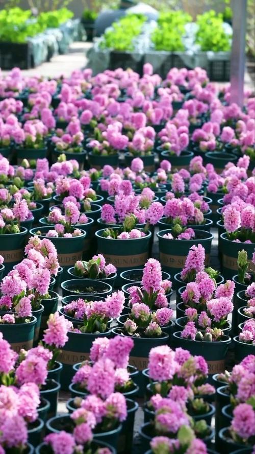 甘南适合养什么花，市花和市树是什么，甘南适合养什么花,市花和市树是什么花？-第1张图片-优品飞百科