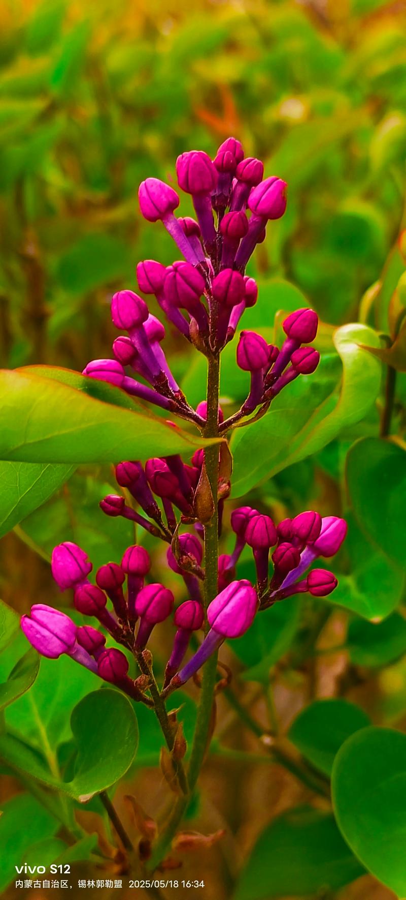 甘南适合养什么花，市花和市树是什么，甘南适合养什么花,市花和市树是什么花？-第3张图片-优品飞百科
