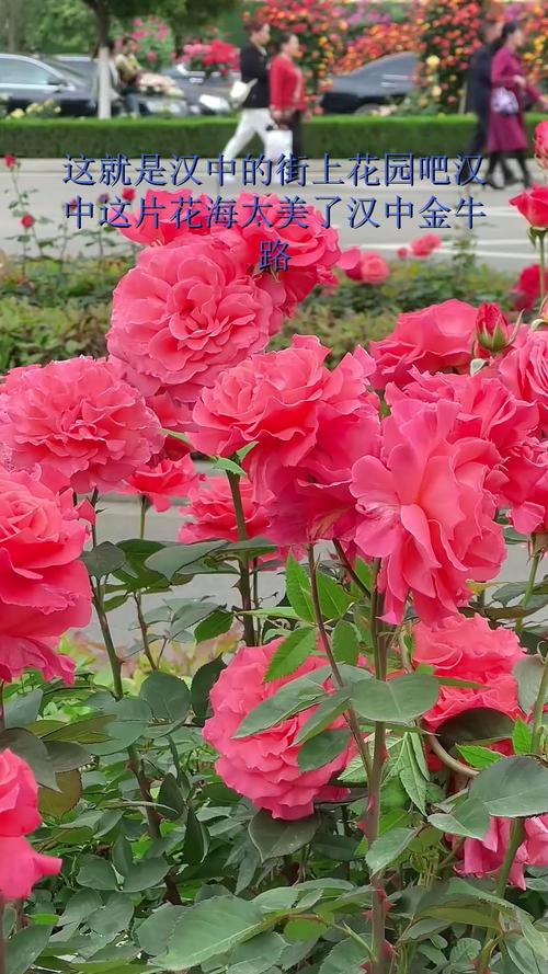 甘南适合养什么花，市花和市树是什么，甘南适合养什么花,市花和市树是什么花？-第4张图片-优品飞百科