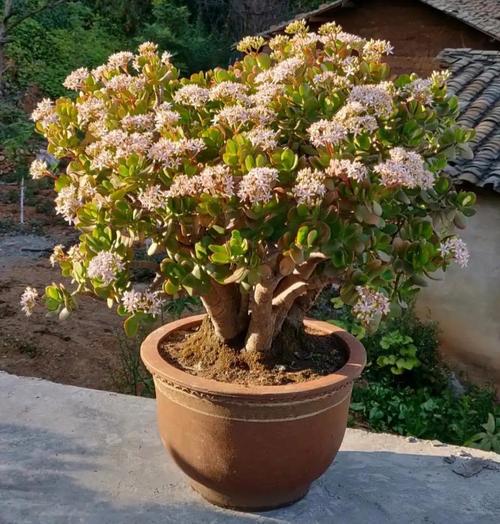 甘南适合养什么花，市花和市树是什么，甘南适合养什么花,市花和市树是什么花？-第5张图片-优品飞百科