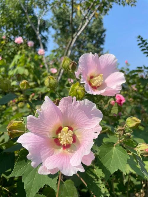 甘南适合养什么花，市花和市树是什么，甘南适合养什么花,市花和市树是什么花？-第7张图片-优品飞百科