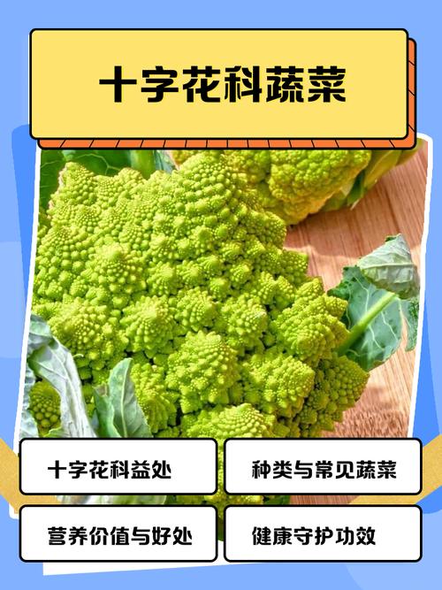 生菜是十字花科蔬菜吗，盆栽生菜多久可以采摘？生菜是否十字花科？