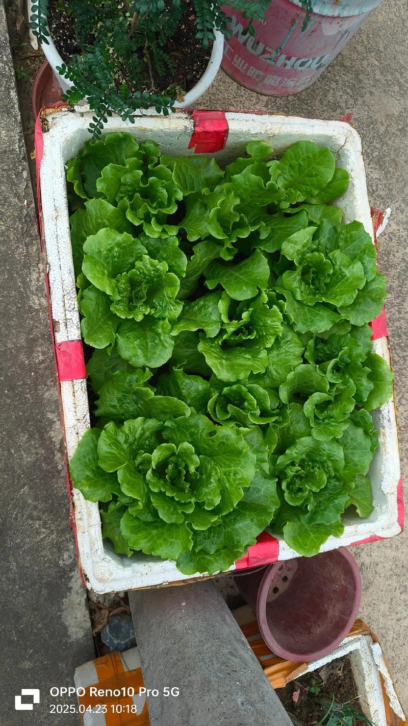 生菜是十字花科蔬菜吗，盆栽生菜多久可以采摘？生菜是否十字花科？-第2张图片-优品飞百科