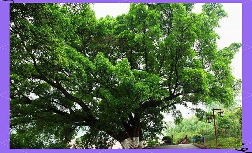 德阳适合养什么花，市花和市树是什么，德阳的市花-第1张图片-优品飞百科