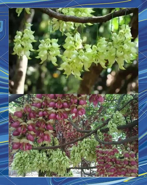 德阳适合养什么花，市花和市树是什么，德阳的市花-第4张图片-优品飞百科