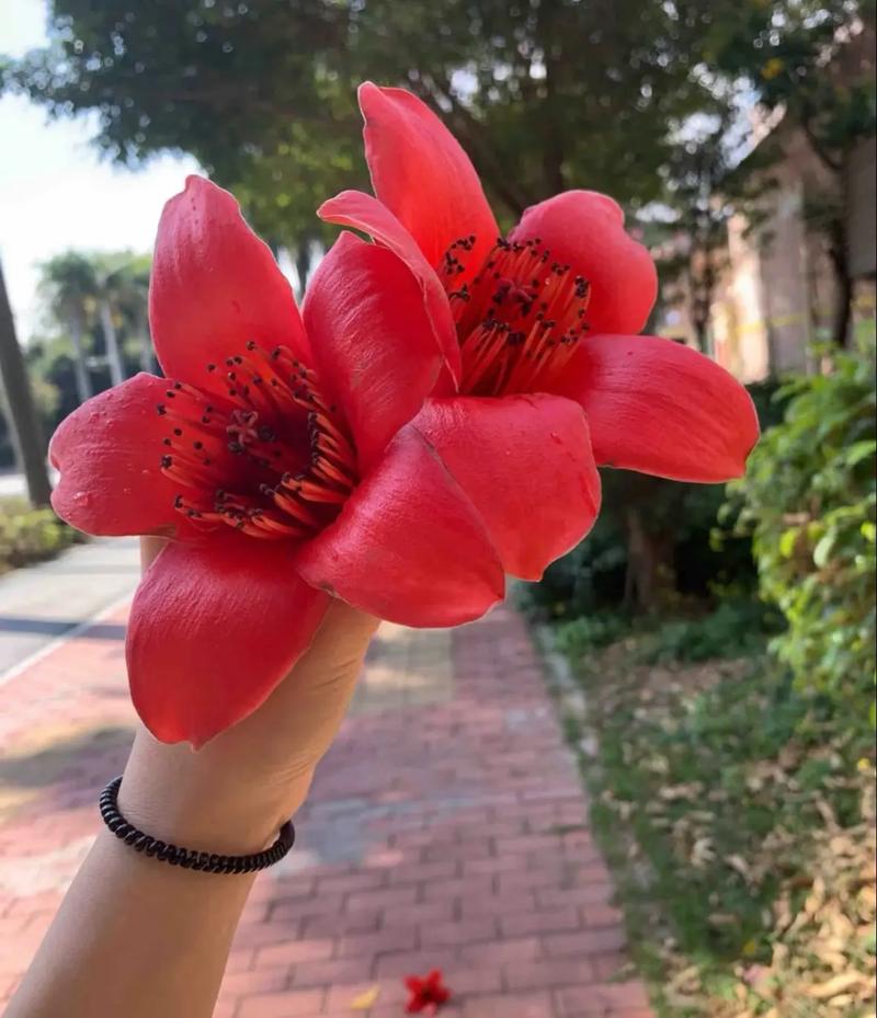 德阳适合养什么花，市花和市树是什么，德阳的市花-第5张图片-优品飞百科