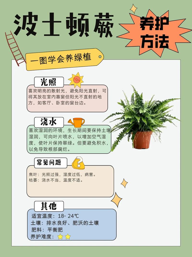 波士顿蕨的养殖方法，怎么繁殖？波斯顿蕨怎么养植？