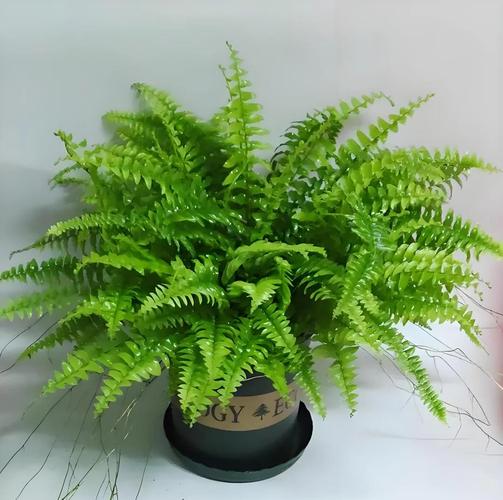 波士顿蕨的养殖方法，怎么繁殖？波斯顿蕨怎么养植？-第2张图片-优品飞百科