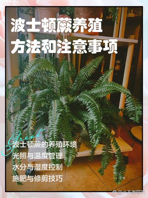 波士顿蕨的养殖方法，怎么繁殖？波斯顿蕨怎么养植？-第3张图片-优品飞百科