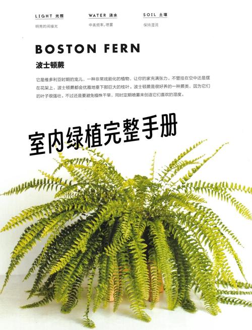 波士顿蕨的养殖方法，怎么繁殖？波斯顿蕨怎么养植？-第4张图片-优品飞百科