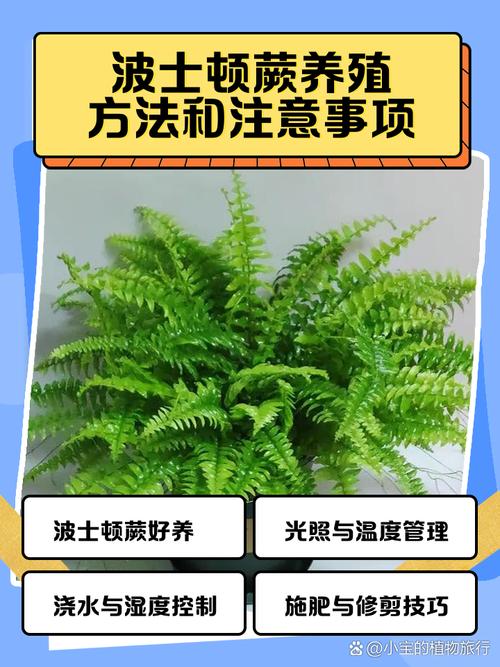 波士顿蕨的养殖方法，怎么繁殖？波斯顿蕨怎么养植？-第5张图片-优品飞百科