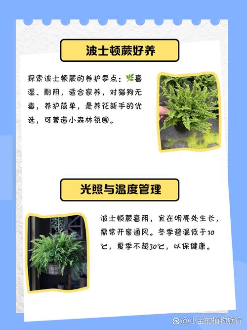 波士顿蕨的养殖方法，怎么繁殖？波斯顿蕨怎么养植？-第6张图片-优品飞百科