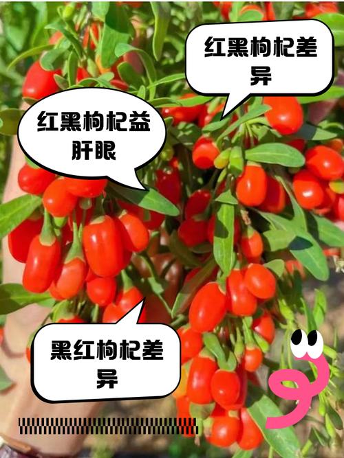 黑枸杞和红枸杞的区别，黑枸杞和红枸杞哪个好，黑枸杞和红枸杞哪个功效好一点-第3张图片-优品飞百科