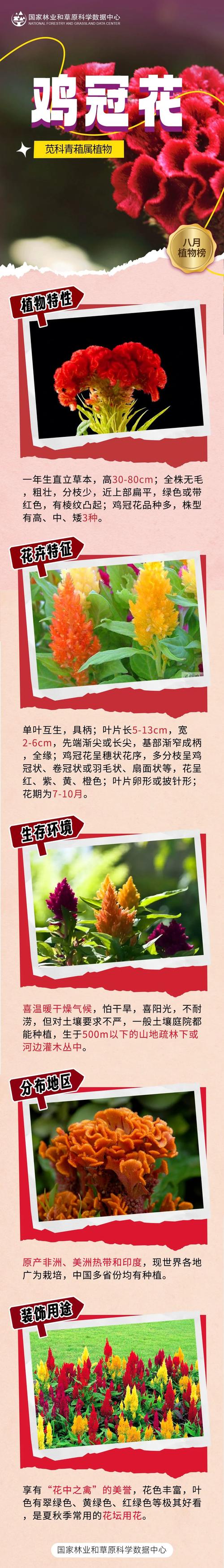 鸡冠花的花语及传说,鸡冠花叫什么名字-第1张图片-优品飞百科 鸡冠花的花语及传说,鸡冠花叫什么名字-第1张图片-优品飞百科