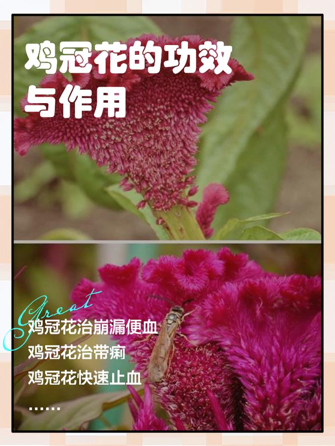 鸡冠花的花语及传说,鸡冠花叫什么名字-第2张图片-优品飞百科 鸡冠花的花语及传说,鸡冠花叫什么名字-第2张图片-优品飞百科
